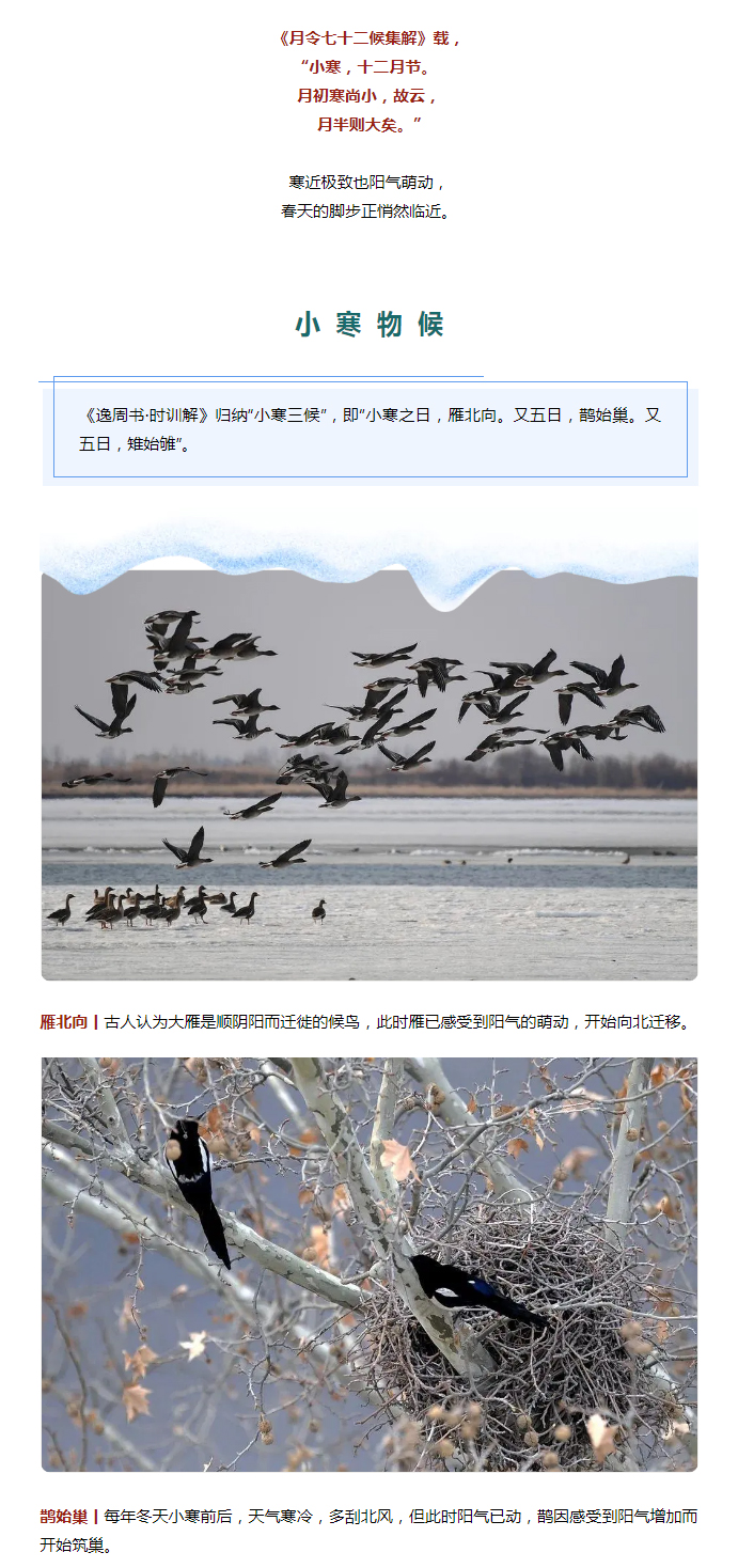 2022年（第2期）：小寒今日至，年味已冒頭_02